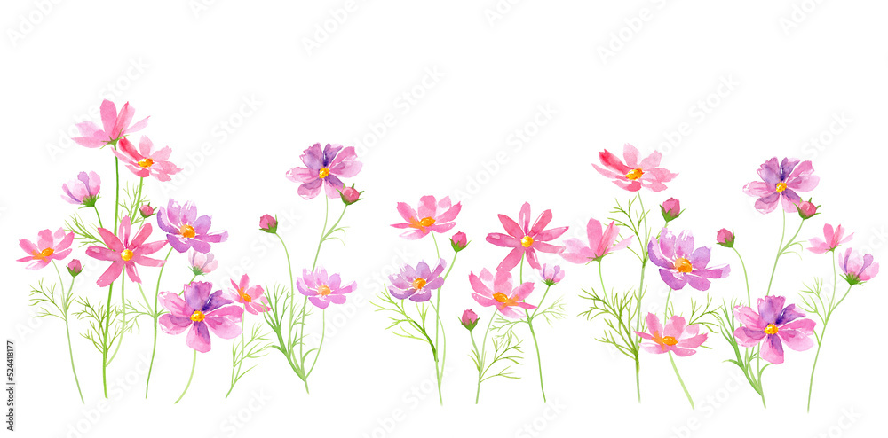 並んで咲いたコスモスの花。水彩イラスト。（透過背景）
