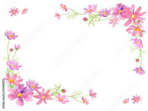 コスモスの花の水彩イラストで装飾した背景。メッセージカード。（透過背景）