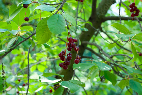 a bunch of bird cherry berries on a background of green leaves