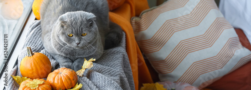 Cute cat with autumn leaves...
