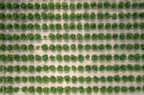Aerial view of citrus orchard. Top view of lemon trees cultivating.