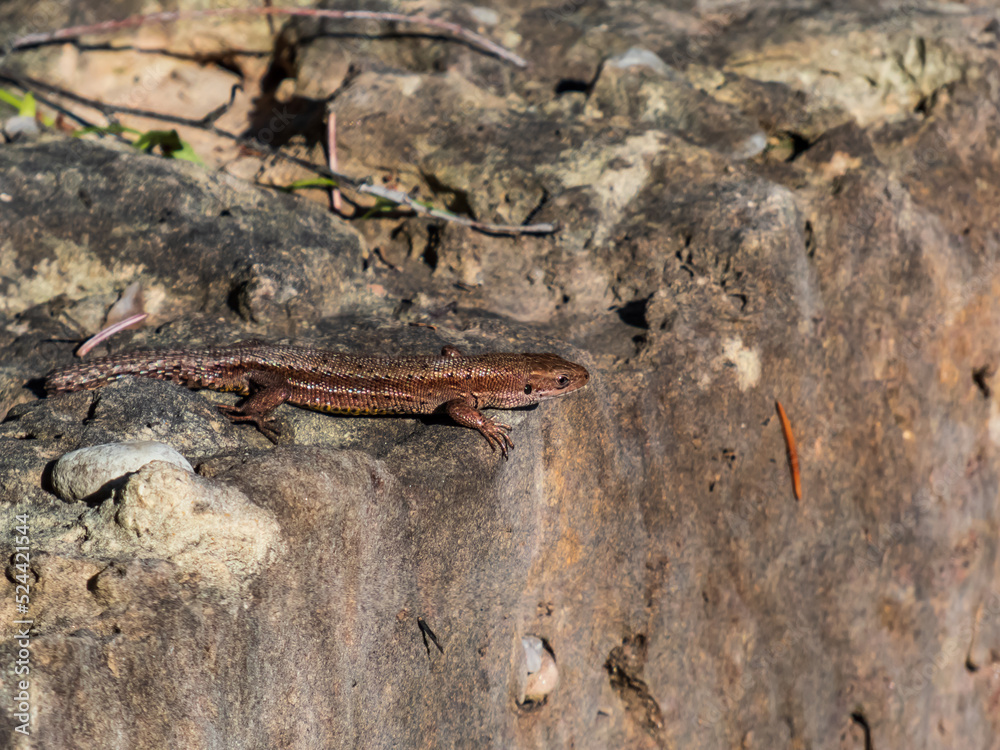 Viviparous lizard or common lizard (Zootoca vivipara) with detached tail sunbathing in the brigth sun on rock. Detailed view of head and eye Viviparous lizard or common lizard (Zootoca vivipara) with detached tail sunbathing in the brigth sun on rock. Detailed view of head and eye