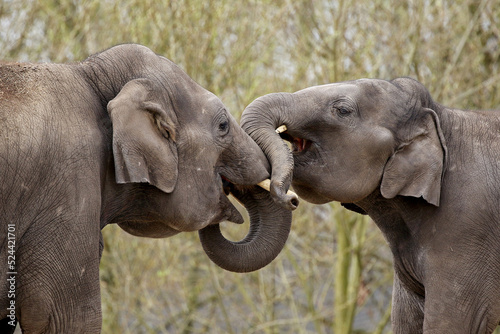 Photography young elephants playing