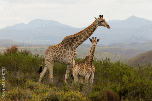 giraffe baby with mom, South Africa