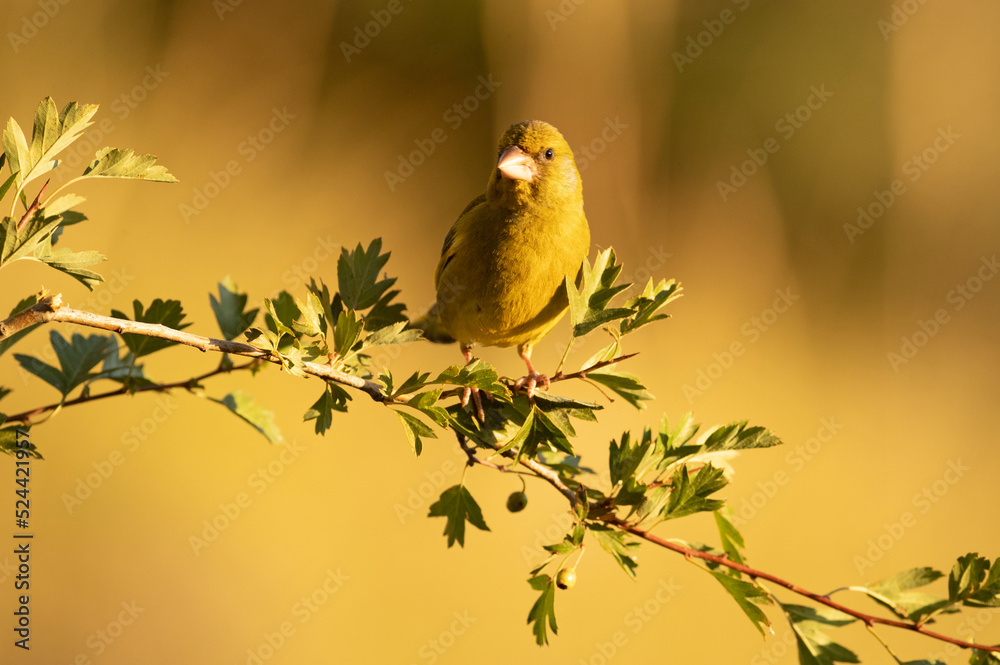 Obraz premium European greenfinch male in a Mediterranean forest with the first light of day on a branch