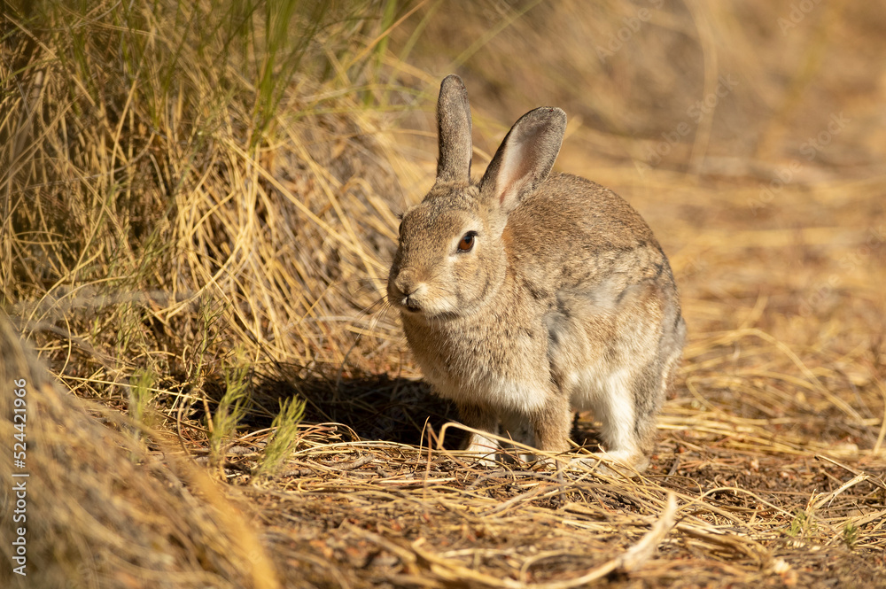 Rabbit in a Mediterranean meadow with the last light of the evening Rabbit in a Mediterranean meadow with the last light of the evening
