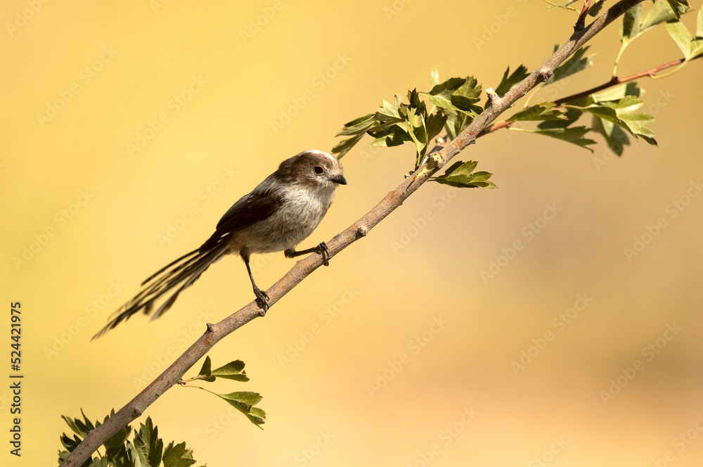 Obraz premium Long-tailed tit in a Mediterranean forest with the first light of the day on a branch