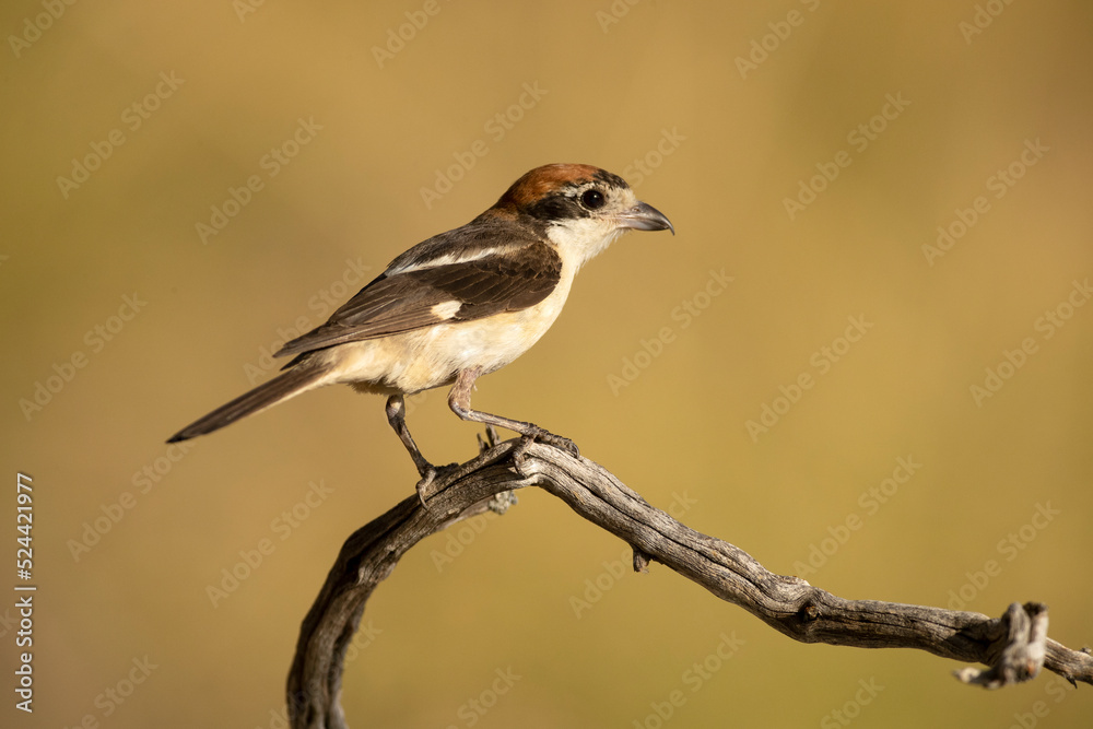 Fototapeta premium Adult female Woodchat shrike on a branch in a Mediterranean forest with the first light of the day