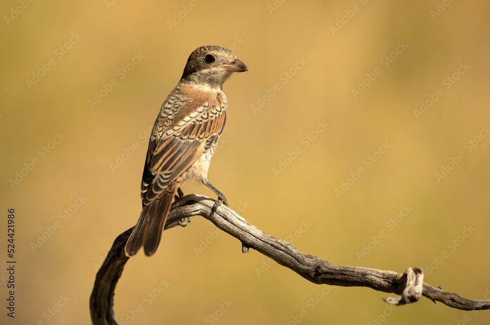 Naklejka premium Young Woodchat shrike chick in a Mediterranean forest with the first light of the day on a branch