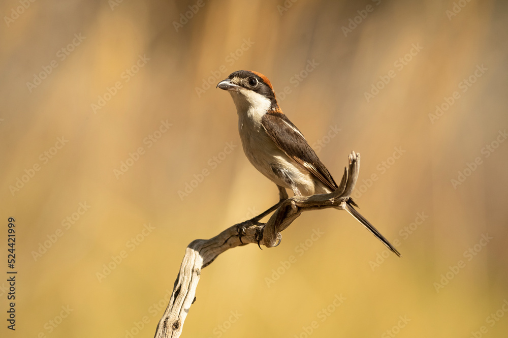 Naklejka premium Woodchat shrike male in his breeding territory within a Mediterranean forest with the first light of the morning