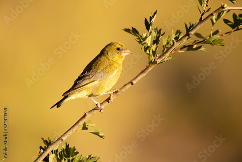 European greenfinch male in a Mediterranean forest with the first light of day on a branch