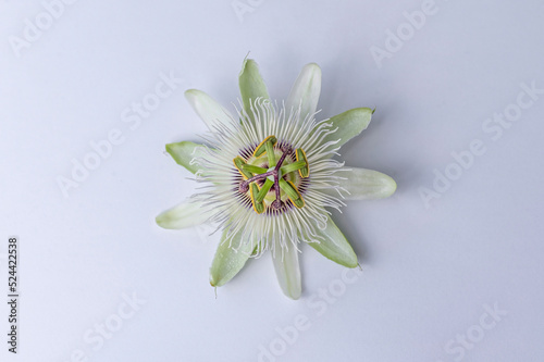 Billede på lærred White passion flower, Passiflora caerulea 'Constance Elliott' flower detail isol