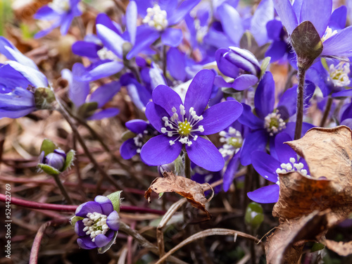 Macro of spring wildflowers the Common hepatica (Anemone hepatica or Hepatica nobilis) growing in garden. Violet flower with white center