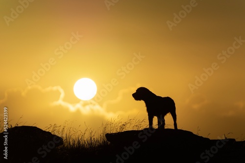 dog on sunset