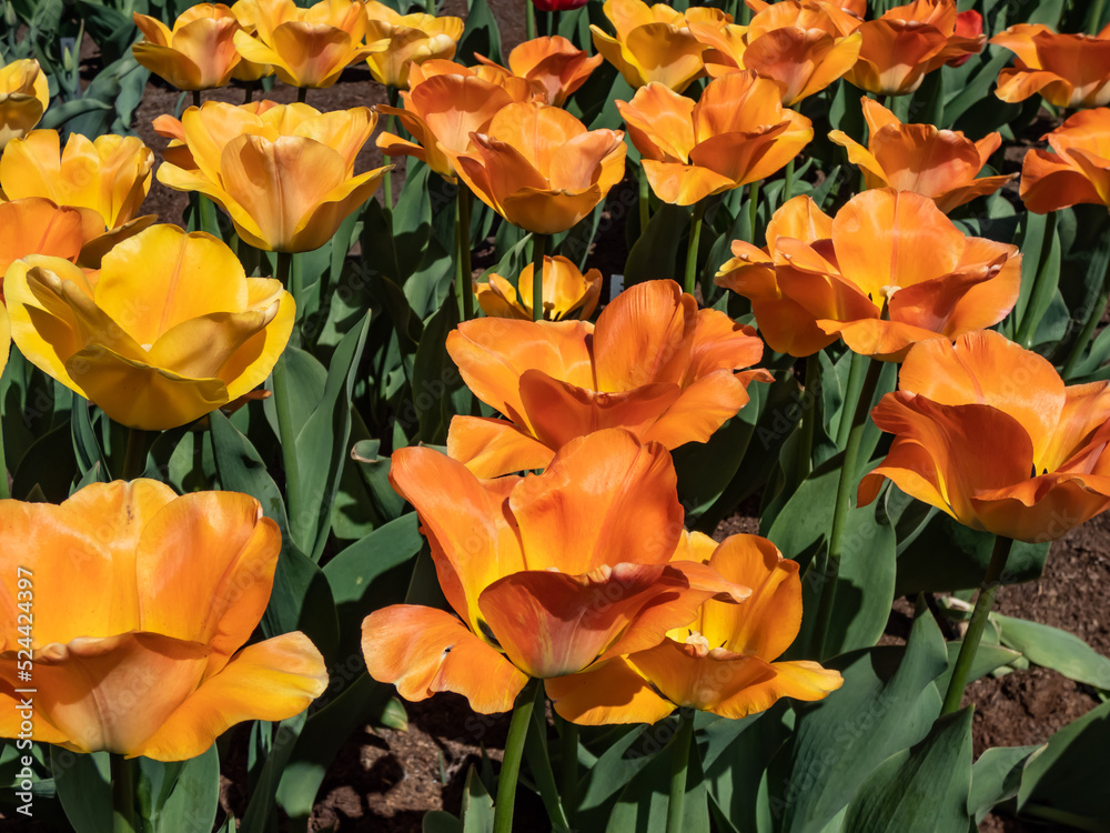 Fototapeta premium Award-winning, early-blooming Darwin Hybrid Tulip 'Daydream' is captivating beauty with sunny yellow blossoms aging to luminous, apricot to orange as they mature