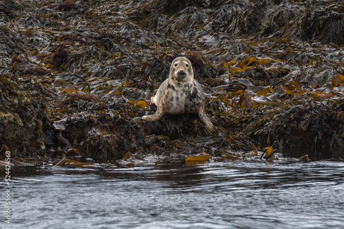 Obraz na plátně Common seal near Isle of Mull Inner Hebrides Scotland UK