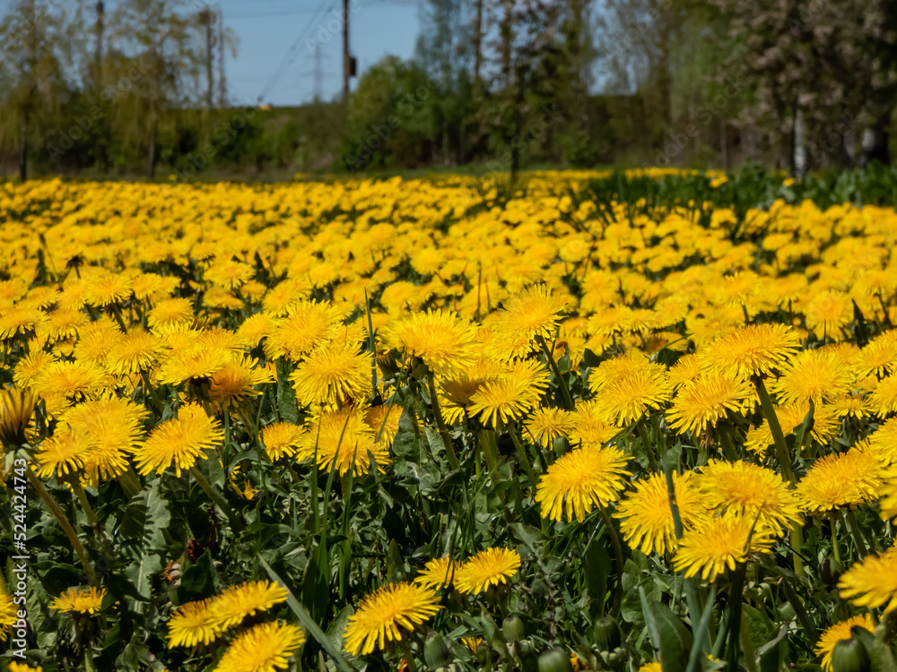 Obraz premium Macro shot of bright yellow dandelions (Lion's tooth) flowering in the big field of flowers with green grass and yellow dandelions with horizon and blue sky