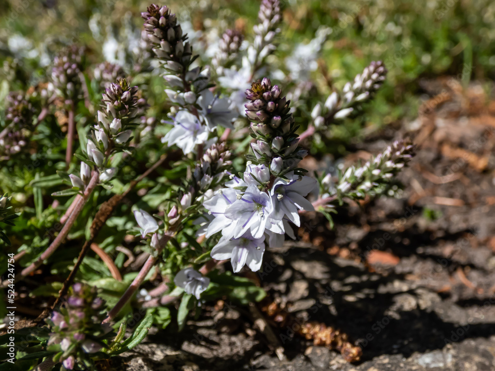 Obraz premium Close-up shot of the Creeping Speedwell (Veronica prostrata) with short spikes of starry light-blue flowers and grey-green foliage flowering in spring