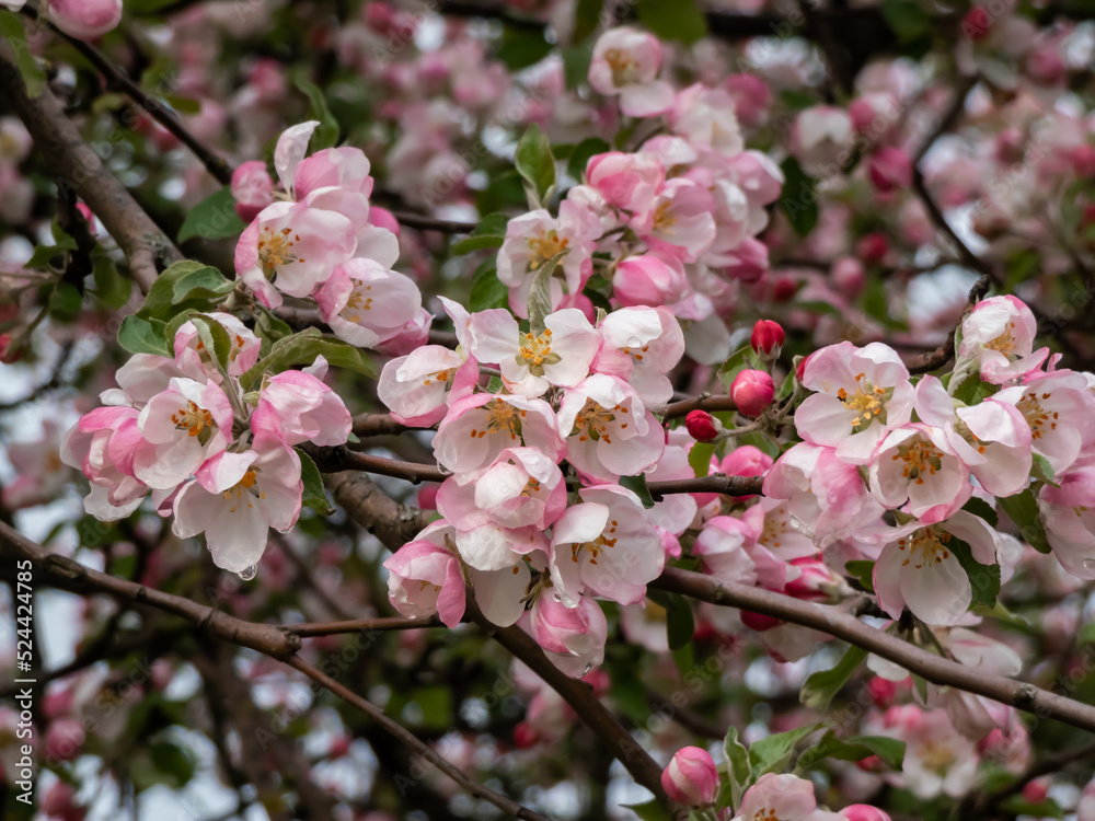 White and pink buds and blossoms of apple tree flowering in an orchard after rain in spring. Branches full with flowers with open and closed petals. Seasonal and floral scenery White and pink buds and blossoms of apple tree flowering in an orchard after rain in spring. Branches full with flowers with open and closed petals. Seasonal and floral scenery