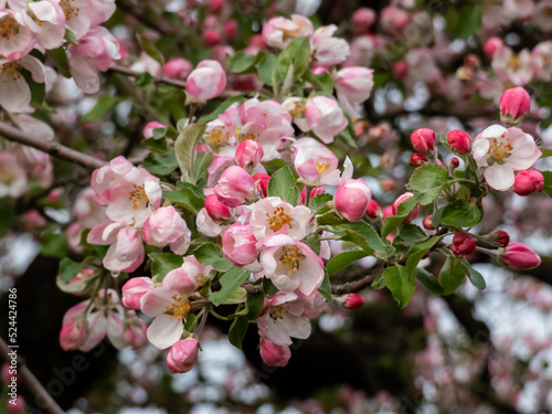 White and pink buds and blossoms of apple tree flowering in an orchard after rain in spring. Branches full with flowers with open and closed petals. Seasonal and floral scenery