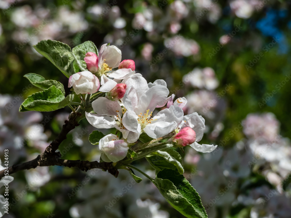 Obraz premium White and pink buds and blossoms of apple tree flowering in on orchard in spring. Branches full with flowers with open petals. Seasonal and floral spring scenery