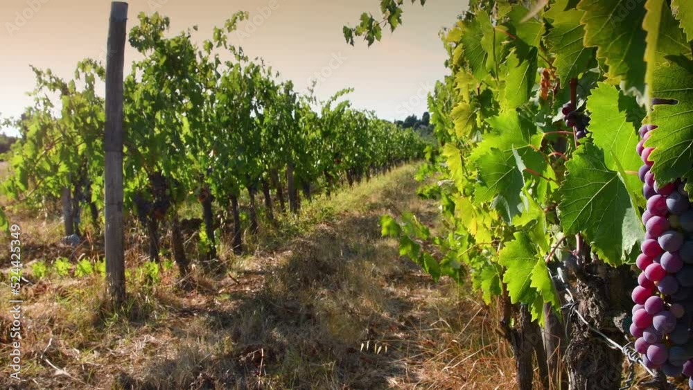 Bunches of red grapes on rows of vineyards. Sunset light with sun in the background. Harvest period of grapes for the production of wine in the Chianti Classico Area in Tuscany. Italy. Pan camera move