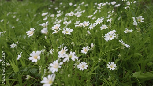 Stellaria holostea in the grass, white flowers. Selective focus.