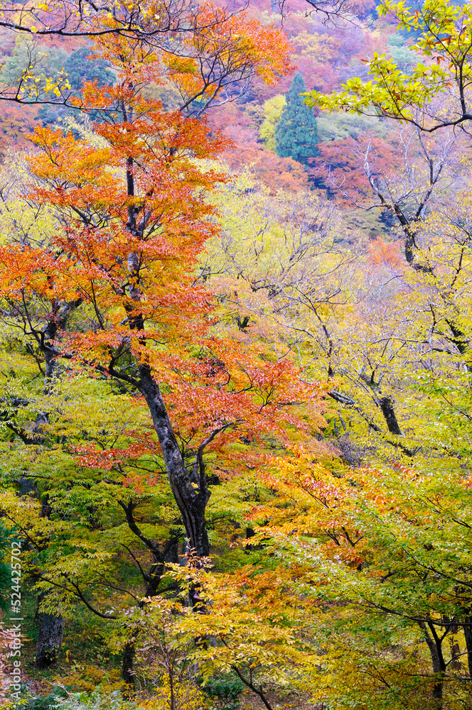 山の紅葉-６