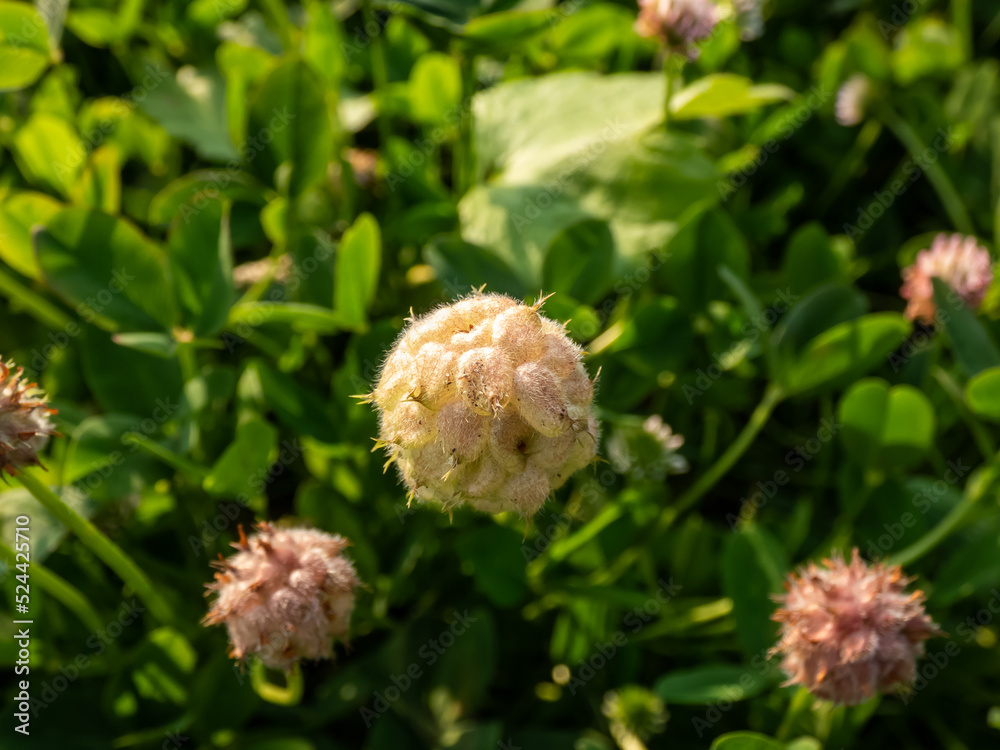 Close-up shot of the Strawberry clover (Trifolium fragiferum) flowering in summer surrounded with green leaves in garden scenery Close-up shot of the Strawberry clover (Trifolium fragiferum) flowering in summer surrounded with green leaves in garden scenery