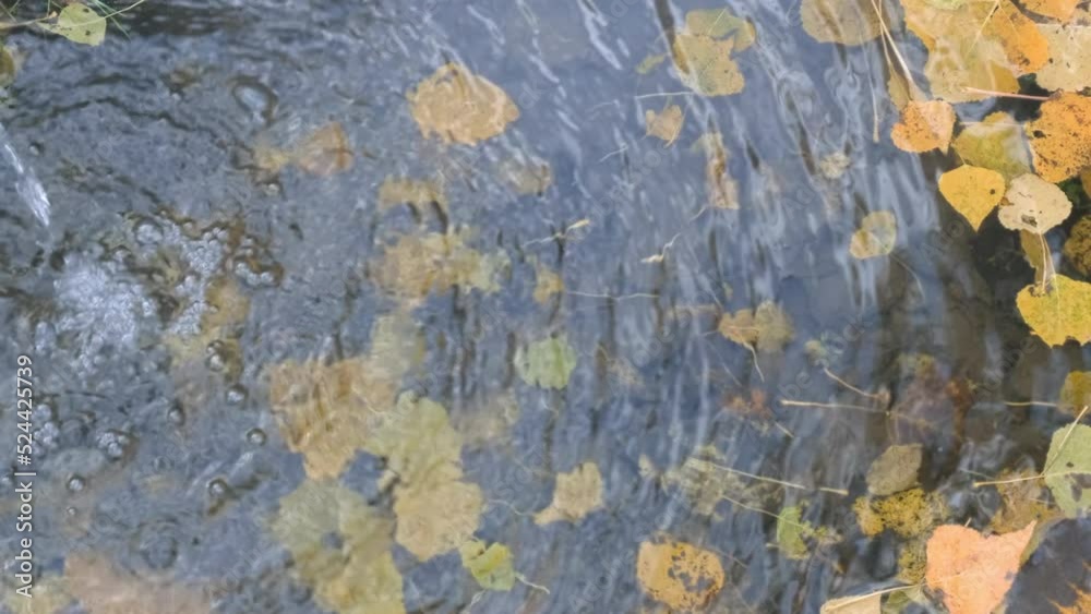 Rain water flows from pipe into puddle in autumn day. Yellow autumn leaves float in rainwater. Reflections of dripping raindrops on water surfaces. Rainy weather. Wet season. Fall vertical background Rain water flows from pipe into puddle in autumn day. Yellow autumn leaves float in rainwater. Reflections of dripping raindrops on water surfaces. Rainy weather. Wet season. Fall vertical background