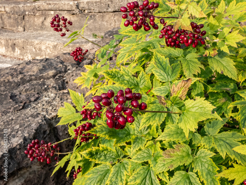 Macro shot of poisonous plant the Red baneberry or chinaberry (Actaea rubra) with bright red berries with black dot on them surrounded with green leaves in sunlight photo