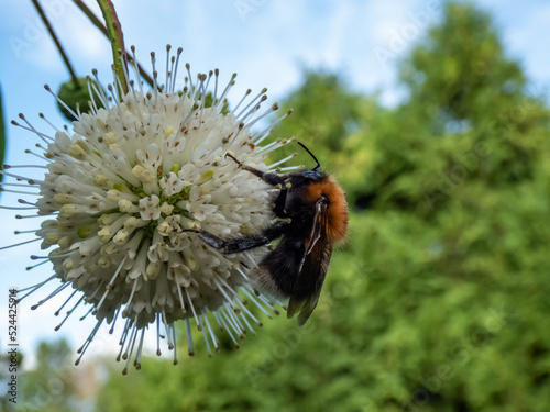 Macro of a bumblebee collecting pollen from a single flower of the buttonbush, button-willow or honey-bells (Cephalanthus occidentalis). A white flower arranged in spherical inflorescence