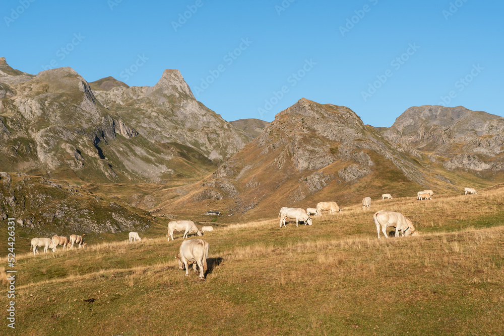 Cows in extensive farming. Ossau Valley