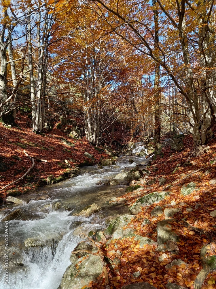 rivière en automne