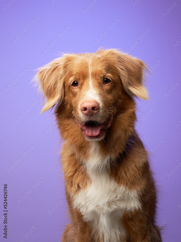 Portrait of a Nova Scotia Duck Tolling Retriever on a lilac background. Toller dog 