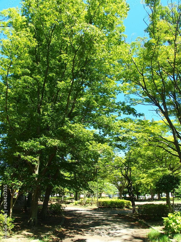 Fototapeta premium 猛暑日の朝の誰もいない住宅地の公園風景