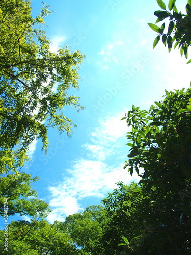 Fototapeta Naklejka Na Ścianę i Meble -  猛暑日の朝の公園の林の間から見る青空風景