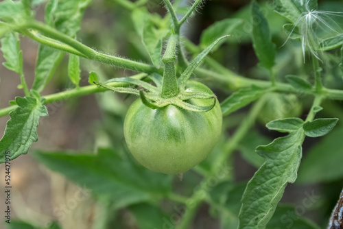 Bush with green tomato in g...