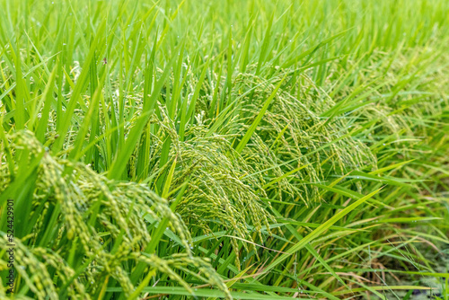 稲穂が重くなって垂れる稲