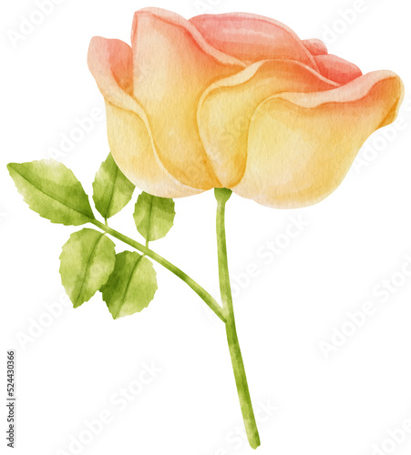 Fototapeta Naklejka Na Ścianę i Meble -  Beautiful rose flowers watercolor illustration