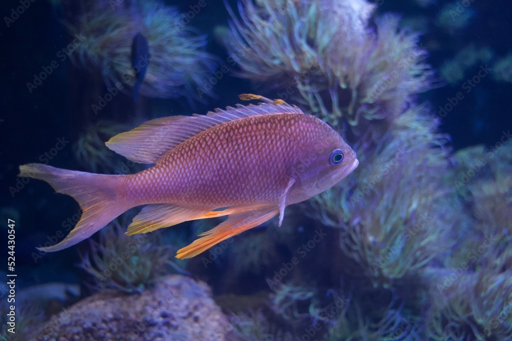 Fisch ansicht Seite Aquarium Fisch ansicht Seite Aquarium