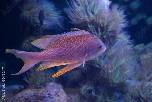 Fisch ansicht Seite Aquarium