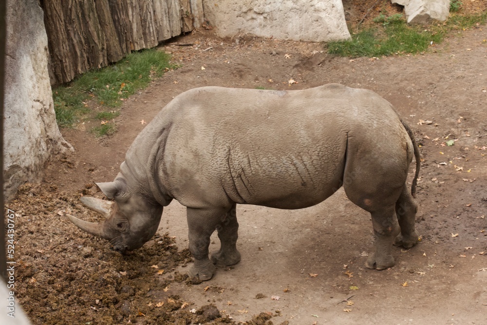 Obraz premium Nashorn von der Seite 1