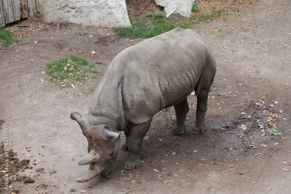 Fototapeta premium Nashorn von schräg oben