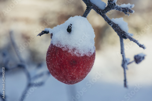 Apple covered with snow on a tree during winter in Lodz Province of Poland