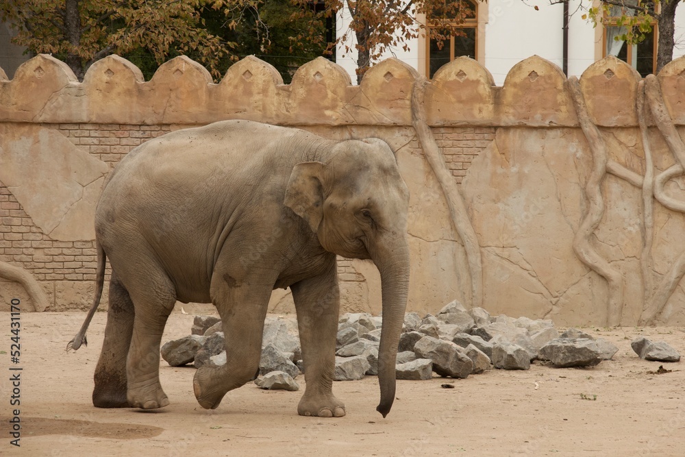 Naklejka premium Elefant vor orientalischer Mauer läuft seitenansicht 5