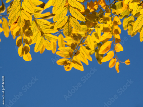 Autumn background. Colorful golden yellow autumn leaves and clear blue sky background, space to copy