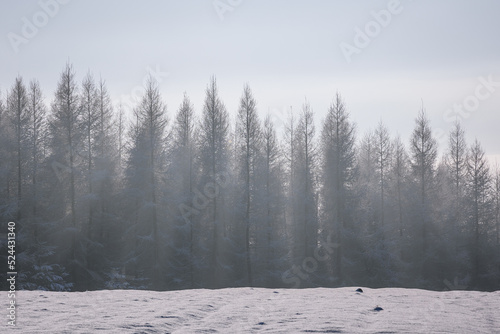 Trees covered with frost in Rogow village, Lodz Province of Poland