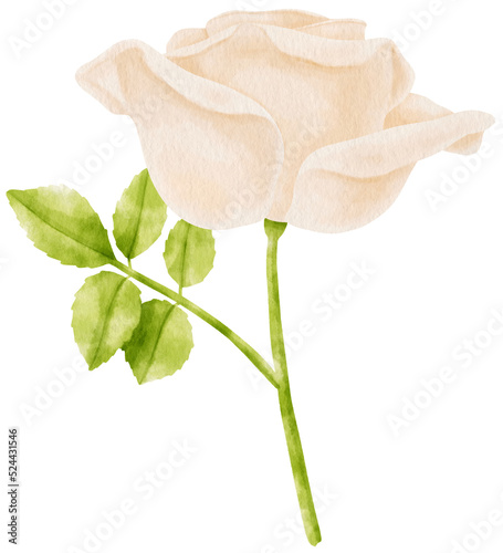 Fototapeta Naklejka Na Ścianę i Meble -  White rose flowers watercolor illustration