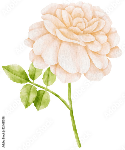 Fototapeta Naklejka Na Ścianę i Meble -  White rose flowers watercolor illustration
